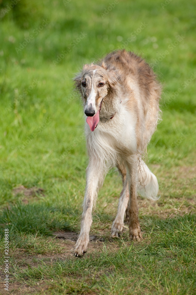 Fototapeta premium elegant russian borzoi wolfhound striding through a meadow