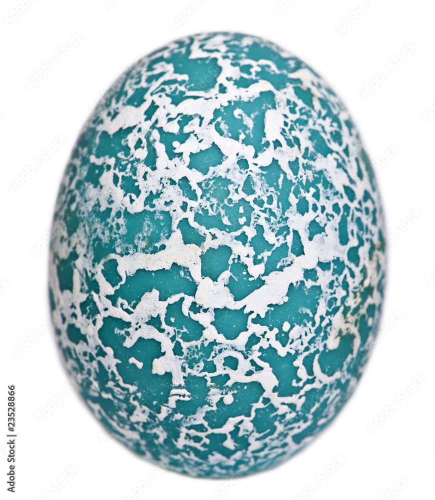 Egg of Greater Roadrunner in front of white background Egg of Greater Roadrunner in front of white background