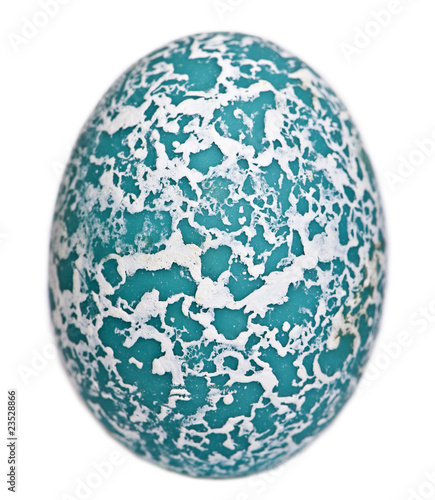 Egg of Greater Roadrunner in front of white background