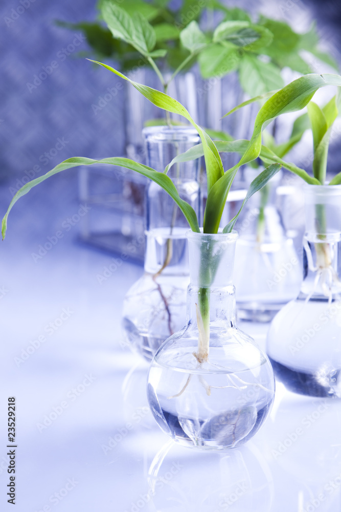 Experiment plants Experiment plants