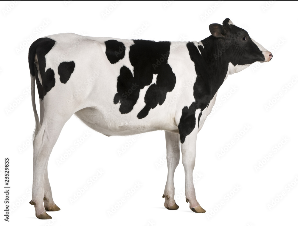 Holstein cow, 13 months old, standing against white background Holstein cow, 13 months old, standing against white background