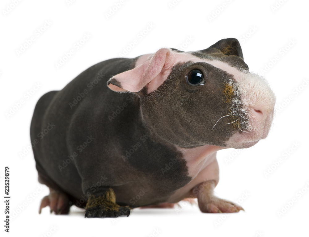 Hairless Guinea Pig standing against white background Hairless Guinea Pig standing against white background