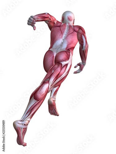 Fototapeta männliche Anatomie - Muskelmodell