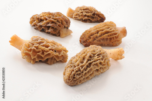 Morels