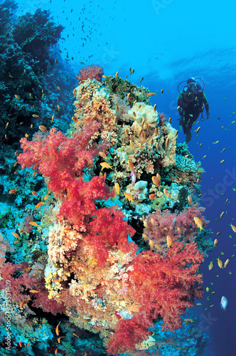 Female diver exploring colorful soft corals