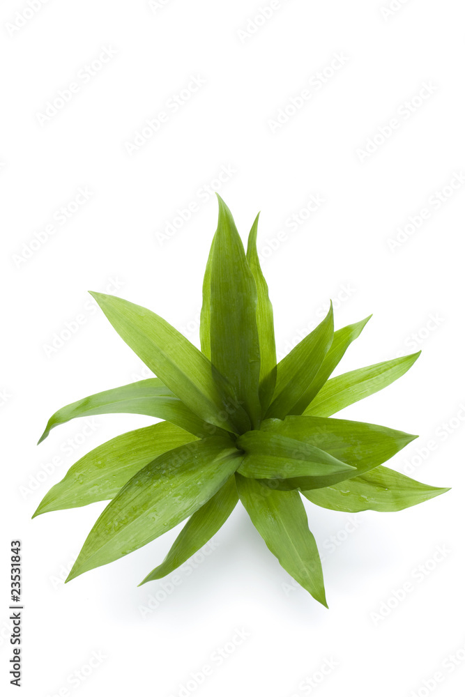 Allium ursinum- Bärlauch Allium ursinum- Bärlauch