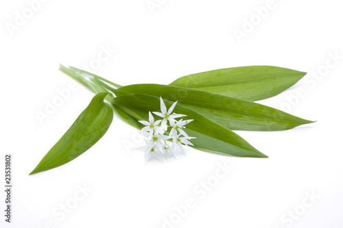 Allium ursinum- Bärlauch