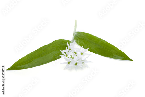 Allium ursinum- Bärlauch