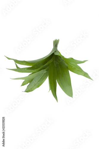 Allium ursinum- Bärlauch