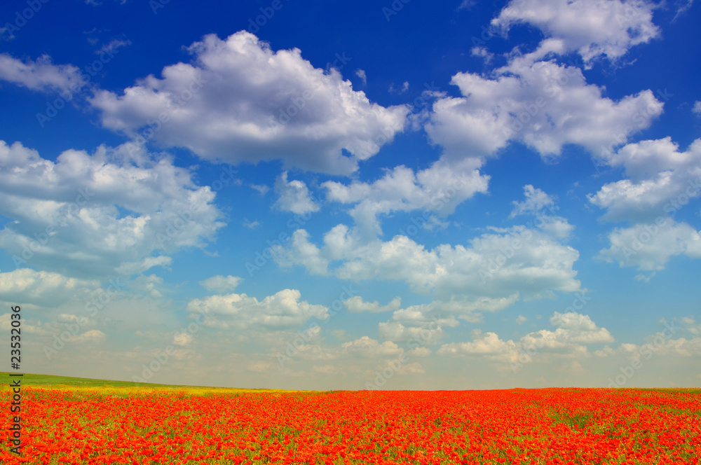 Poppies field Poppies field