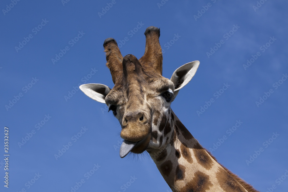 Naklejka premium Giraffe sticking its tongue out