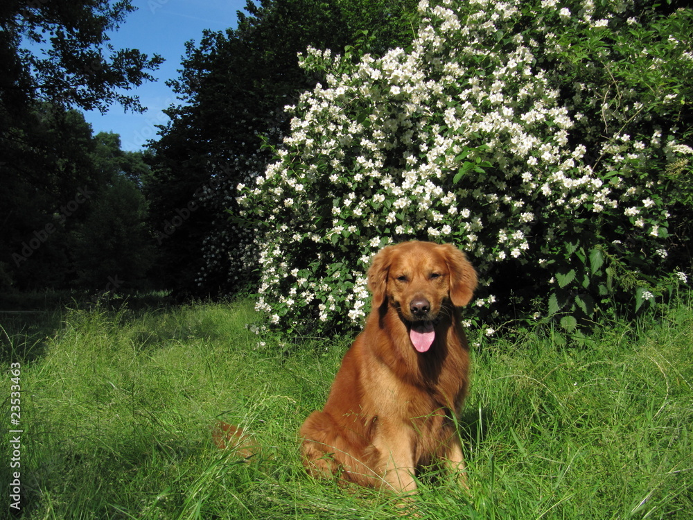 Golden Retriever im Park Golden Retriever im Park