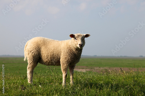 Schaf auf einer grünen Wiese - Deich sheep meadow