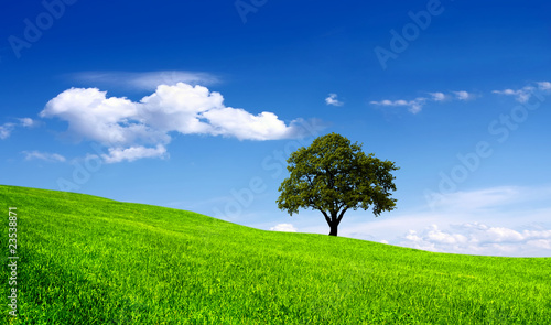 Green tree in a field on blue sky