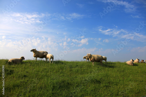 Fototapeta Naklejka Na Ścianę i Meble -  Schafsherde, Schafe, Deich -  sheep flock on dyke dike