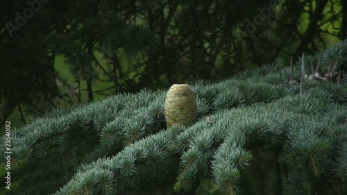 One big fir cone