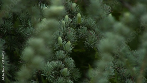 Small fir cones