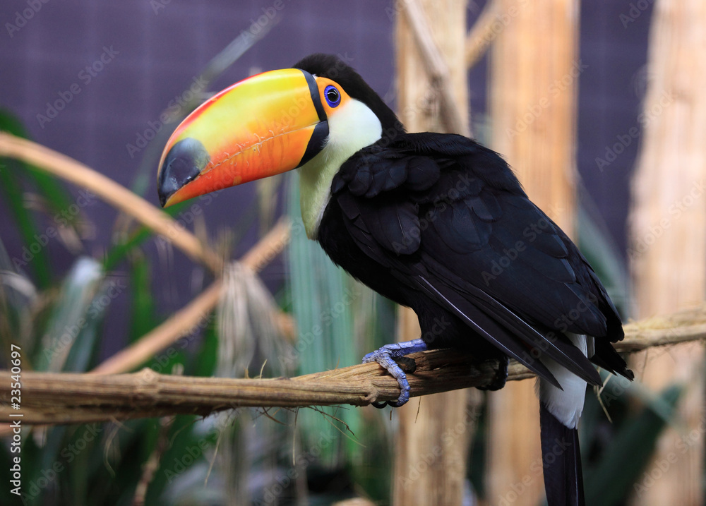 Obraz premium regard du toucan toco