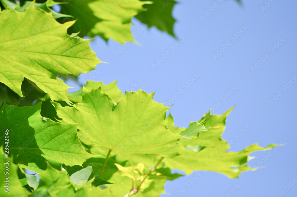 Green Green