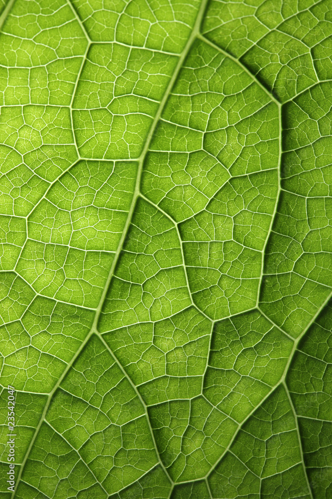 Naklejka premium Green leaf macro texture