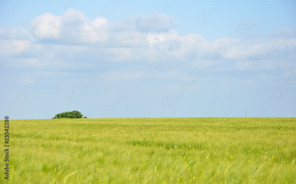 Endloses Getreidefeld Endloses Getreidefeld