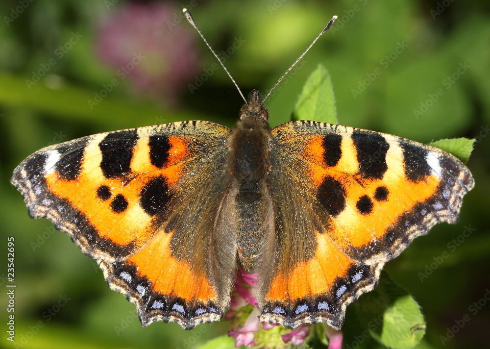 Obraz premium Butterfly Aglais urticae