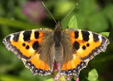 Butterfly Aglais urticae