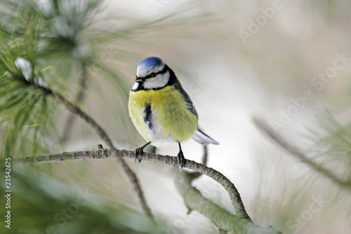 Blue tit on pine-branches