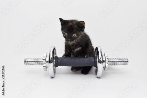 Kitten workout