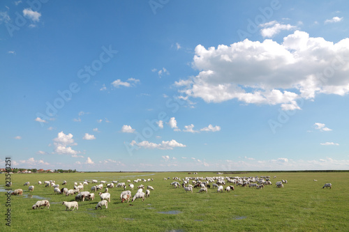 Herd of sheep eating grass at meadow with blue sky