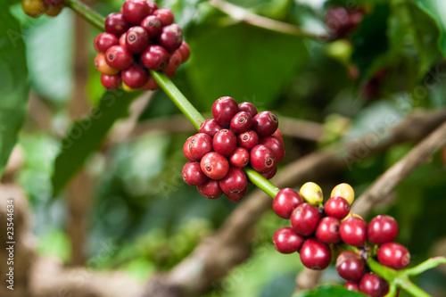 Photos Kaffeepflanze, coffee plant