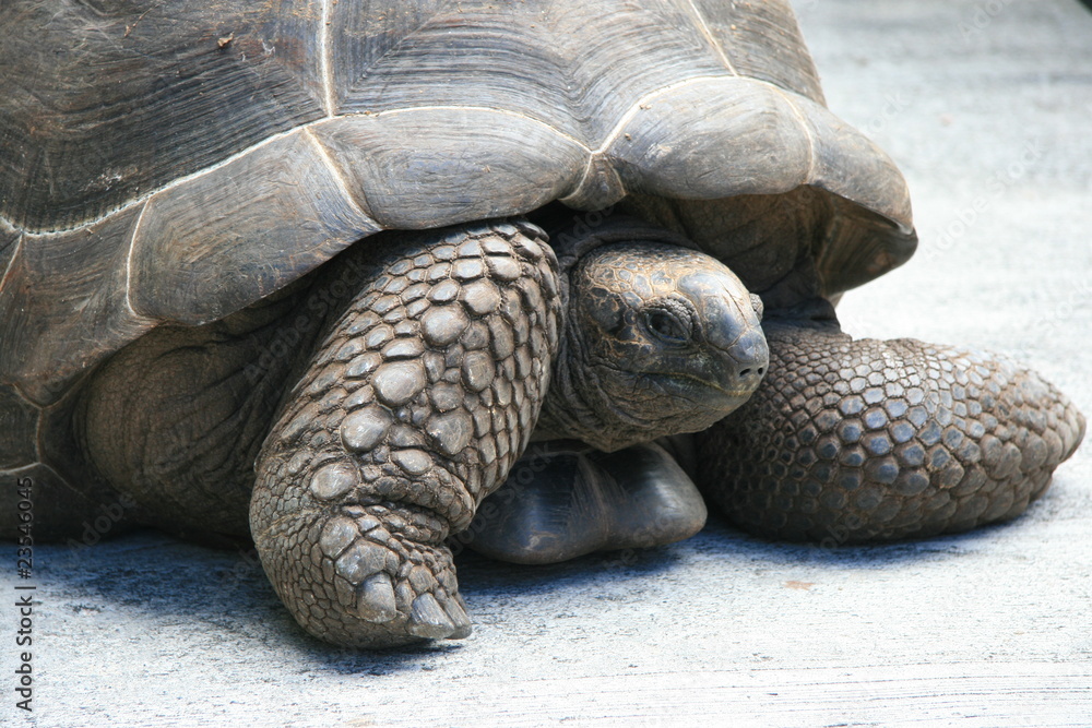 Obraz premium Seychellen-Riesenschildkröte