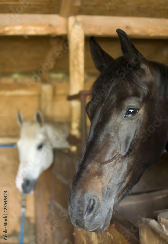 Two horses in stable