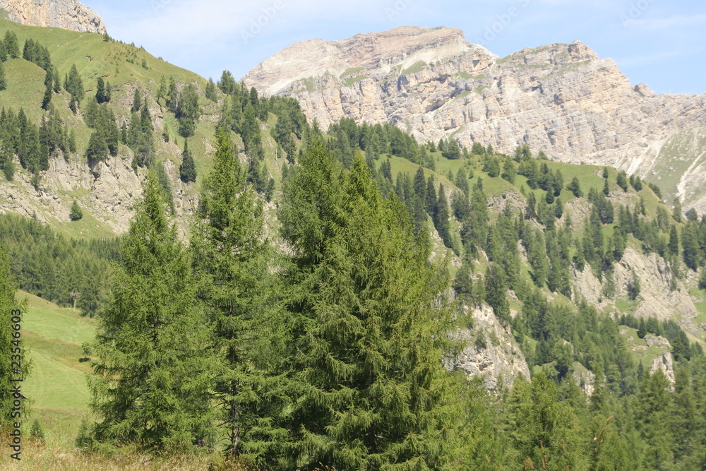 Pine in mountain slope in Badia