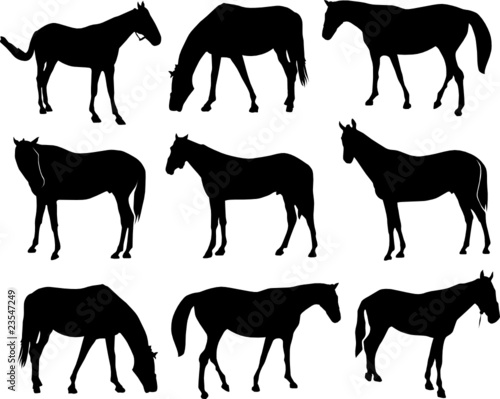 horses vector silhouettes