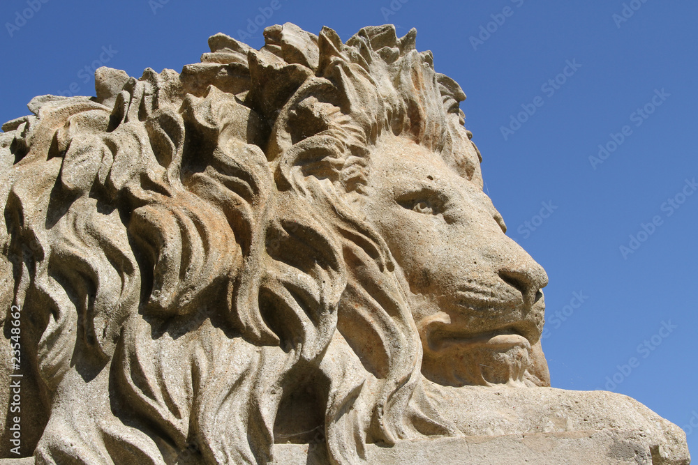 Fototapeta premium Lion