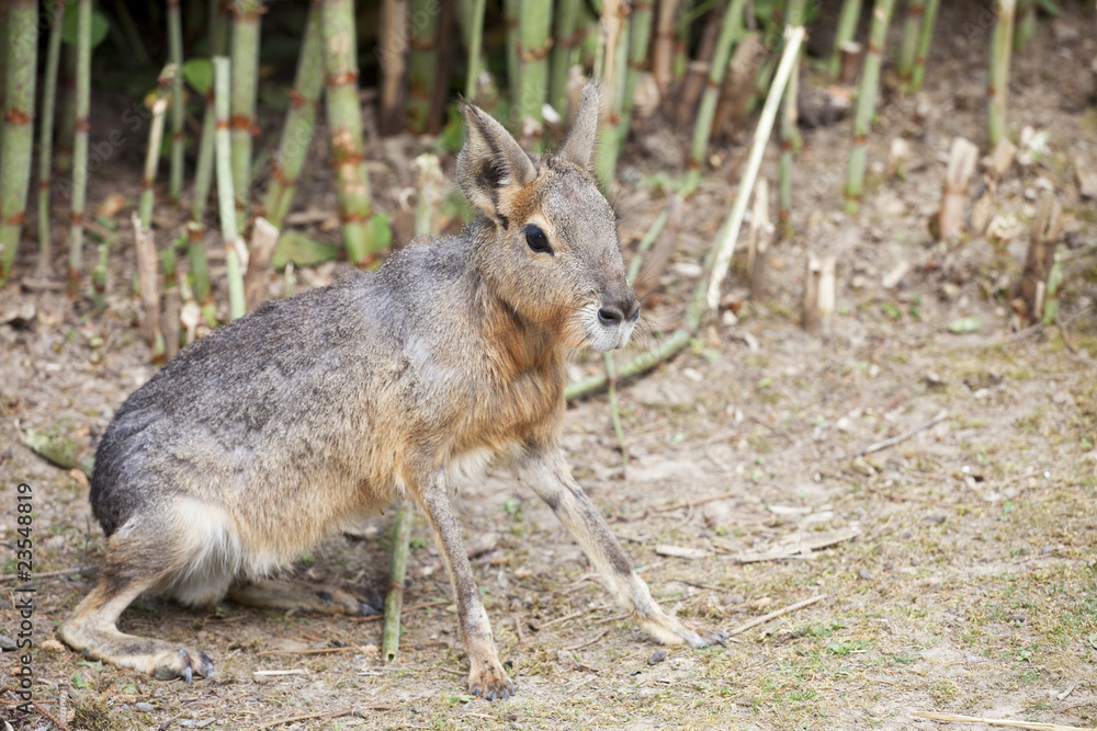 Fototapeta premium mara