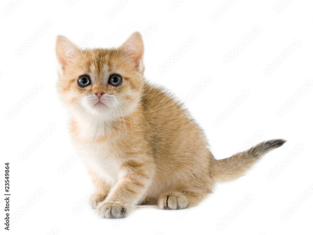 British kittens British kittens