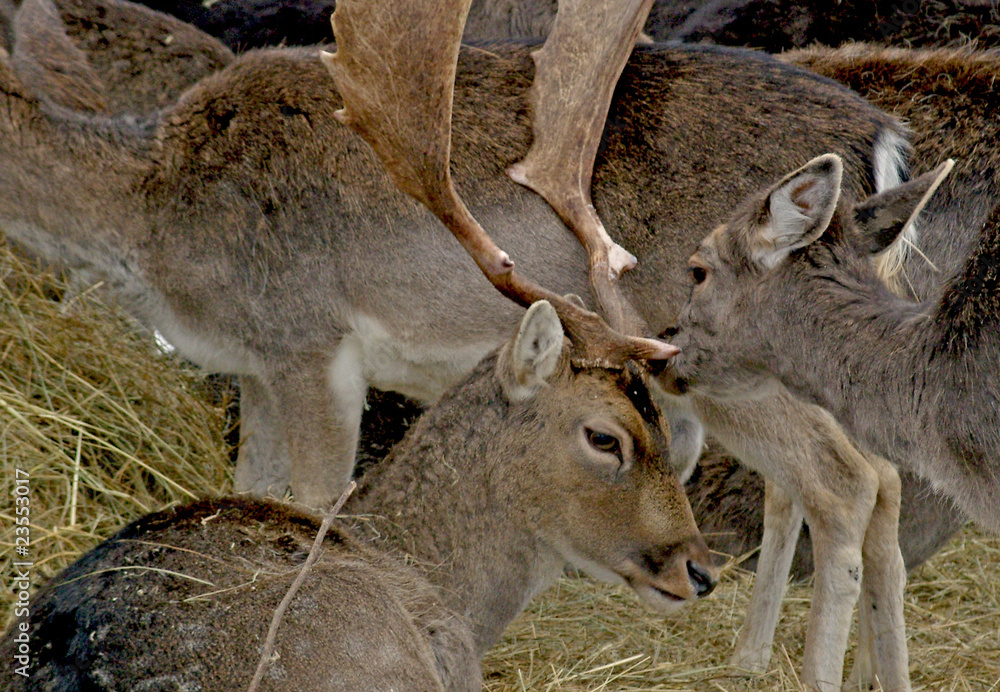 hirsch und geweih hirsch und geweih
