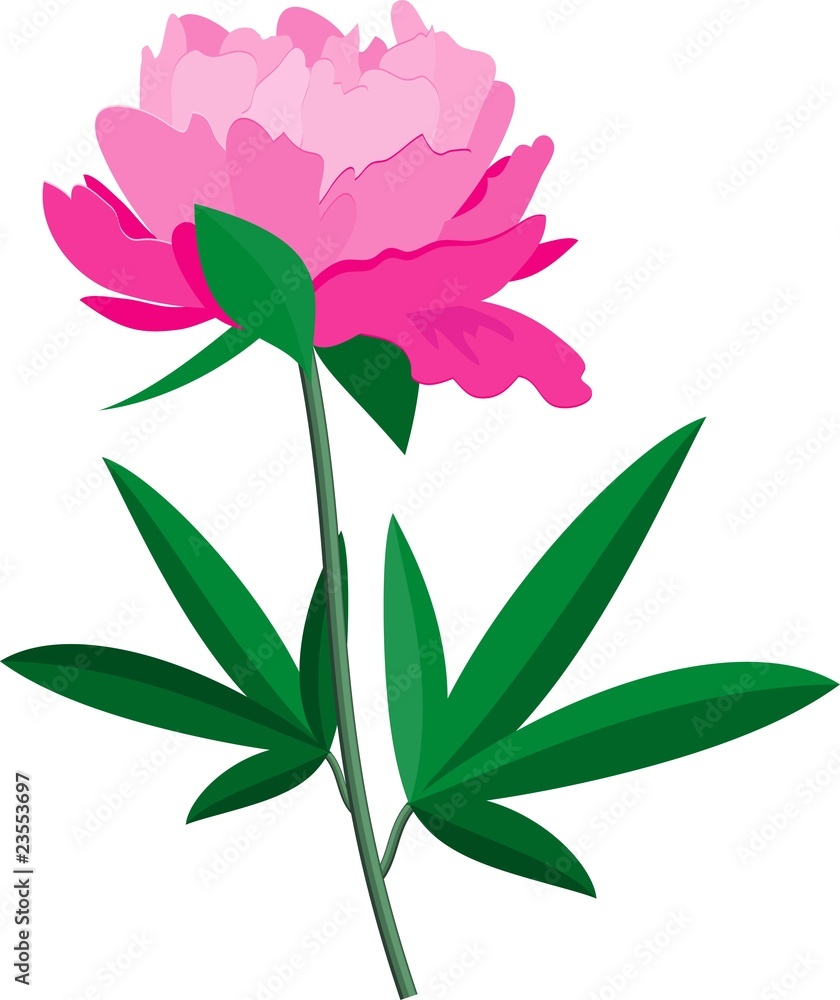 Peony Peony