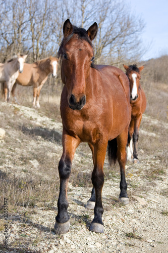 Brown horse