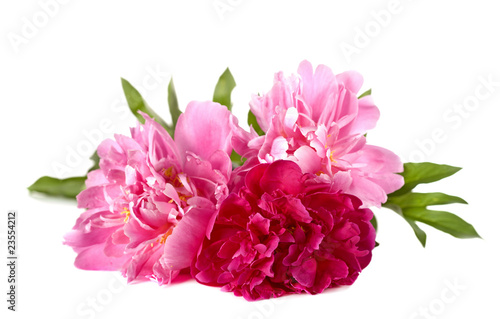 Three peonies on a white background
