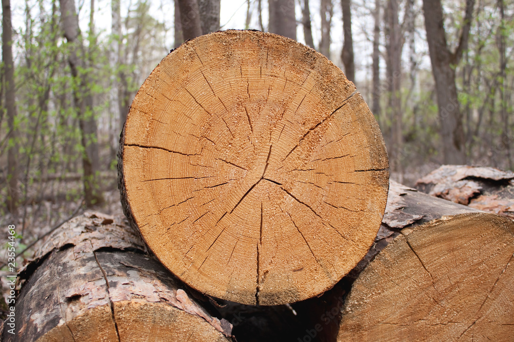 Naklejka premium Woodpile from large logs (close up)