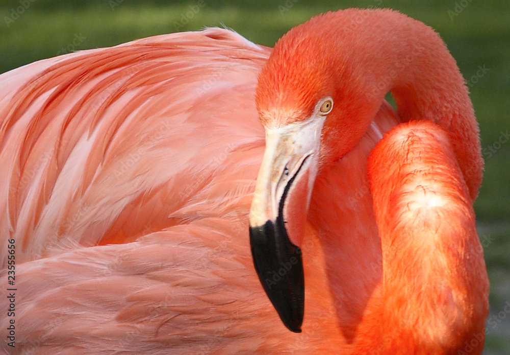 Fototapeta premium Flamingo