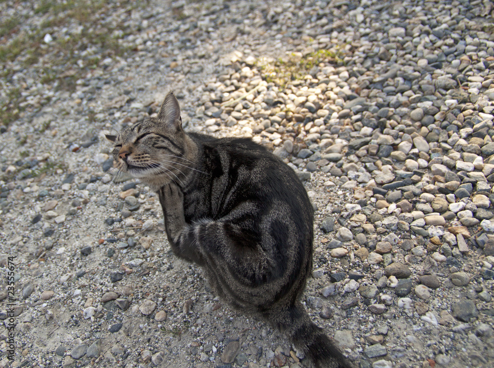 Obraz premium Cat