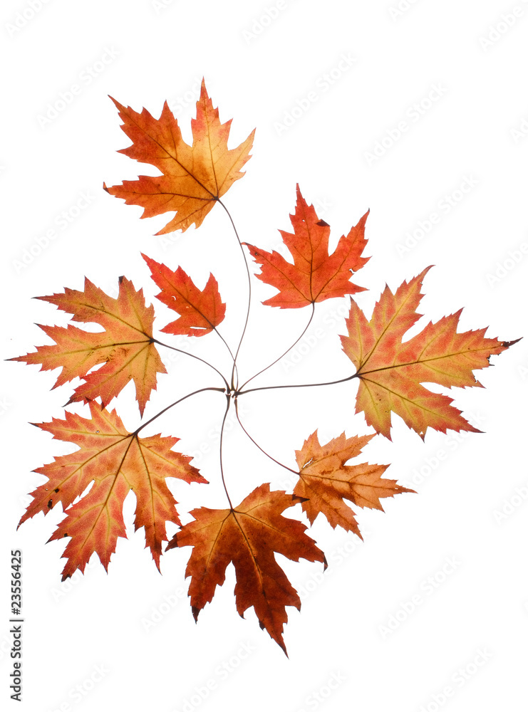 Autumn leaves Autumn leaves