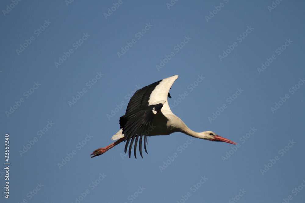 Fototapeta premium Storch im Flug
