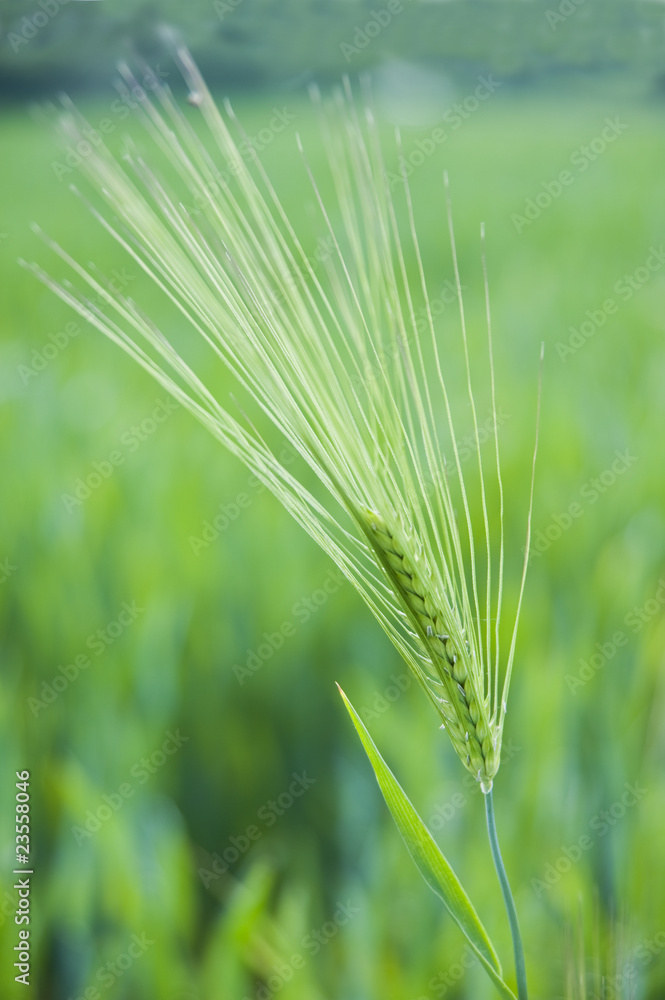 Field Crop Grass Detail Field Crop Grass Detail