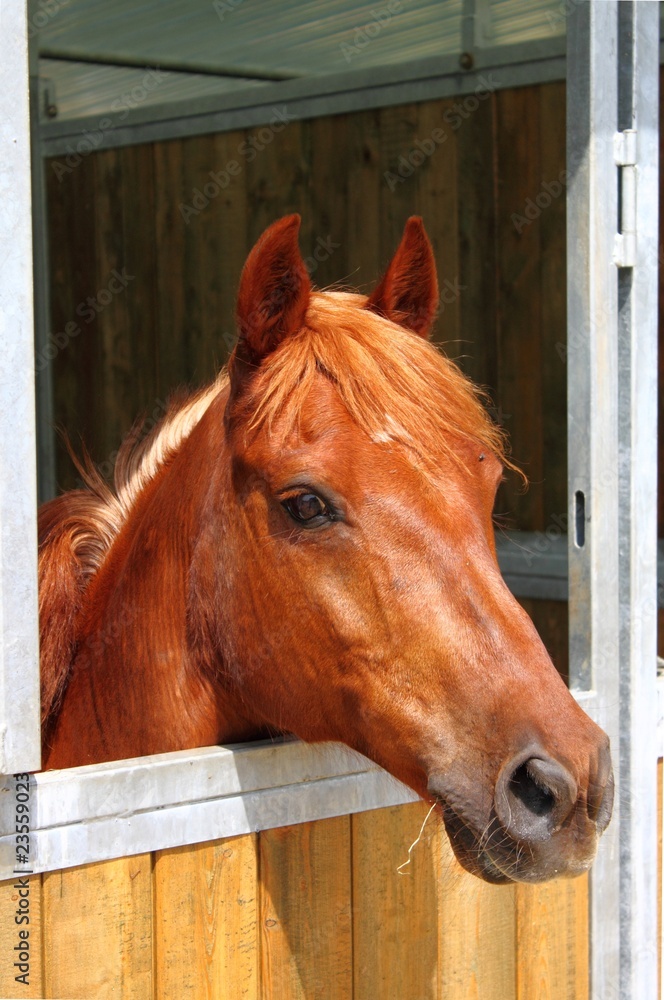 Fototapeta premium Pony in stable