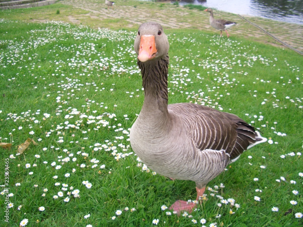 Graugans auf Wiese StockFoto Adobe Stock
